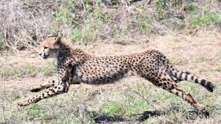Nine Cheetahs from Botswana released at Kuno National Park